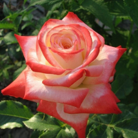 Роза чайно-гибридная Императрица Фарах купить