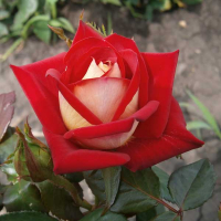 Троянда чайно-гібридна Нью Фешн купить