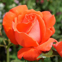 Роза чайно-гибридная Наранжа купить