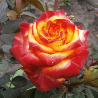 Троянди чайно-гібридні Хай Меджик купить