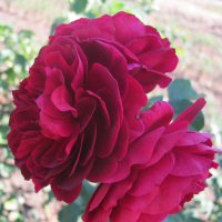 Троянда чайно-гібридна англійська Дарк Леді купить