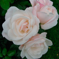 Роза Helga купить