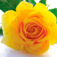 Троянда штамб Varieta купить