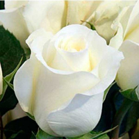 Роза чайно-гибридная Анастасия купить