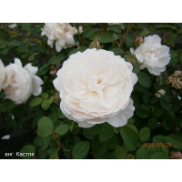 Троянда чайно-гібридна англійська Кастл купить