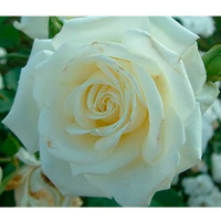 Роза чайно-гибридная Athena (Атена) купить