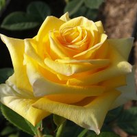 Троянда чайно-гібридна Дежавю купить