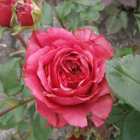 Троянда чайно-гібридна Бренді купить