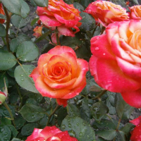 Троянда чайно-гібридна Хай Меджік купить