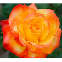 Роза Конфетті (Garden Queen) купить