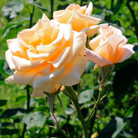 Роза чайно-гібридна Еммі купить