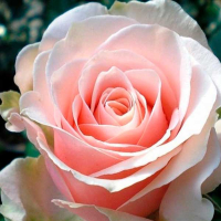 Троянда чайно-гібридна Маджестік купить