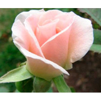 Троянда чайно-гібридна Vivaldi (Вівальді) купить