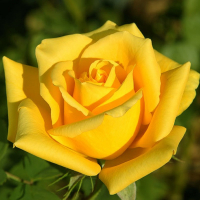 Троянда чайно-гібридна Парфуми 