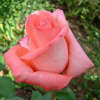 Троянда чайно-гібридна Парфум 