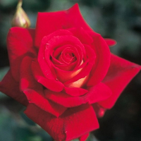 Троянда чайно-гібридна Kleopatra (Клеапатра) купить