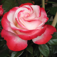 Троянда чайно-гібридна Nostalgie (Ностальжі) купить