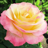 Троянда чайно-гібридна (Gloria) Глорія купить