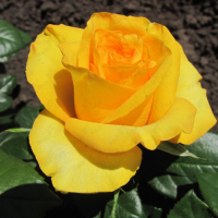 Троянда чайно-гібридна Керіо купить