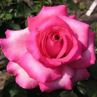 Троянда чайно-гібридна Esmeralda (Есмеральда) купить