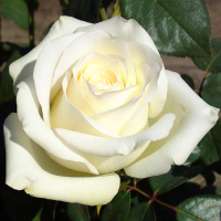 Троянда чайно-гібридна Anastasiya (Анастасія) купить