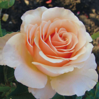 Троянда чайно-гібридна Примадонна купить