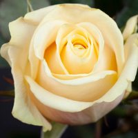 Троянда Чайно-гібридна Талея (Talea) купить