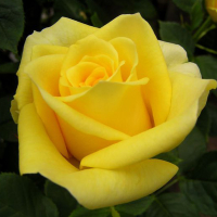 Троянда чайно-гібридна Кронос купить