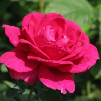 Троянда чайно-гібридна Юріанда купить