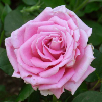 Роза чайно-гибридная Samanta (Саманта) купить