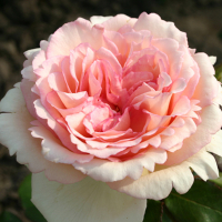 Роза чайно-гібридна Souvenir de Baden-Baden (Сувенір де Баден-Баден) купить