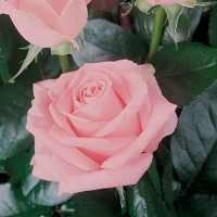 Троянда чайно-гібридна Мерхен Кененген купить