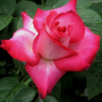 Троянди чайно-гібридні Ноемі купить