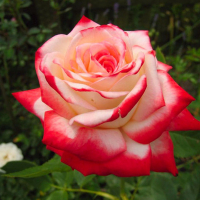 Троянда чайно-гібридна Імператриця Фарах купить