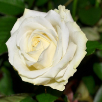 Троянда чайно-гібридна Avalanche (Аваланш) купить