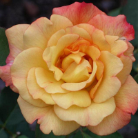 Троянда чайно-гібридна Пис купить