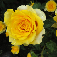 Роза чайно-гібридна Мабелла купить