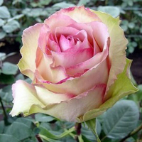 Троянда чайно-гібридна Есперанса купить