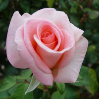 Троянда чайно-гібридна Соло Пінк купить