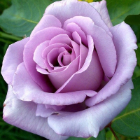 Роза чайно-гибридная Блю Мун купить