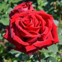 Роза чайно-гибридная Эксплорер купить