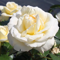 Троянда чайно-гібридна Ла Перла купить