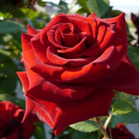 Роза чайно-гибридная Маричка купить