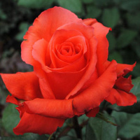 Роза чайно-гібридна Рокстар купить