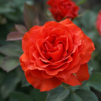 Троянда чайно-гібридна Ель Торо купить