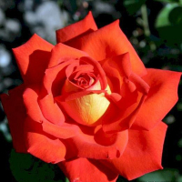 Роза чайно-гибридная Лас Вегас купить