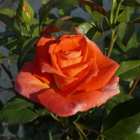 Троянди чайно-гібридні Моніка купить