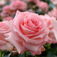 Троянда чайно-гібридна Ноблес купить