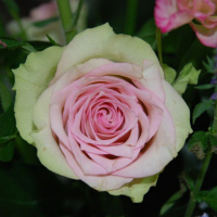 Троянда чайно-гібридна Дастінг Квін купить