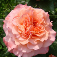 Роза чайно-гибридная Августа Луиза купить